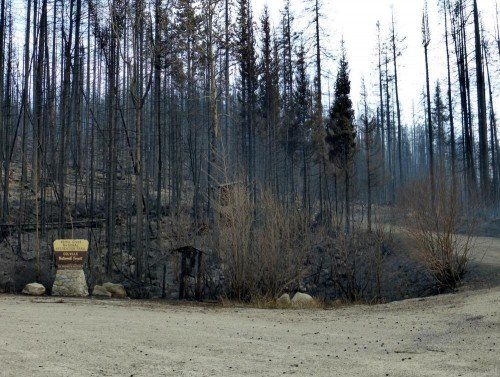 Wildfire charred stand of pine trees.