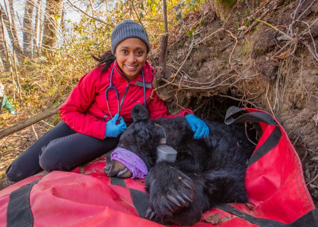 Dr. Rae Wynn-Grant at a bear den. // Photo by Peter Houlihan, courtesy of National Geographic Live.