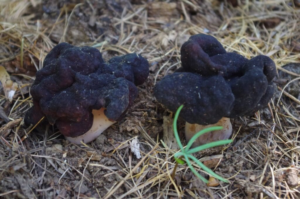 A false morel is similar looking--but darker in color.