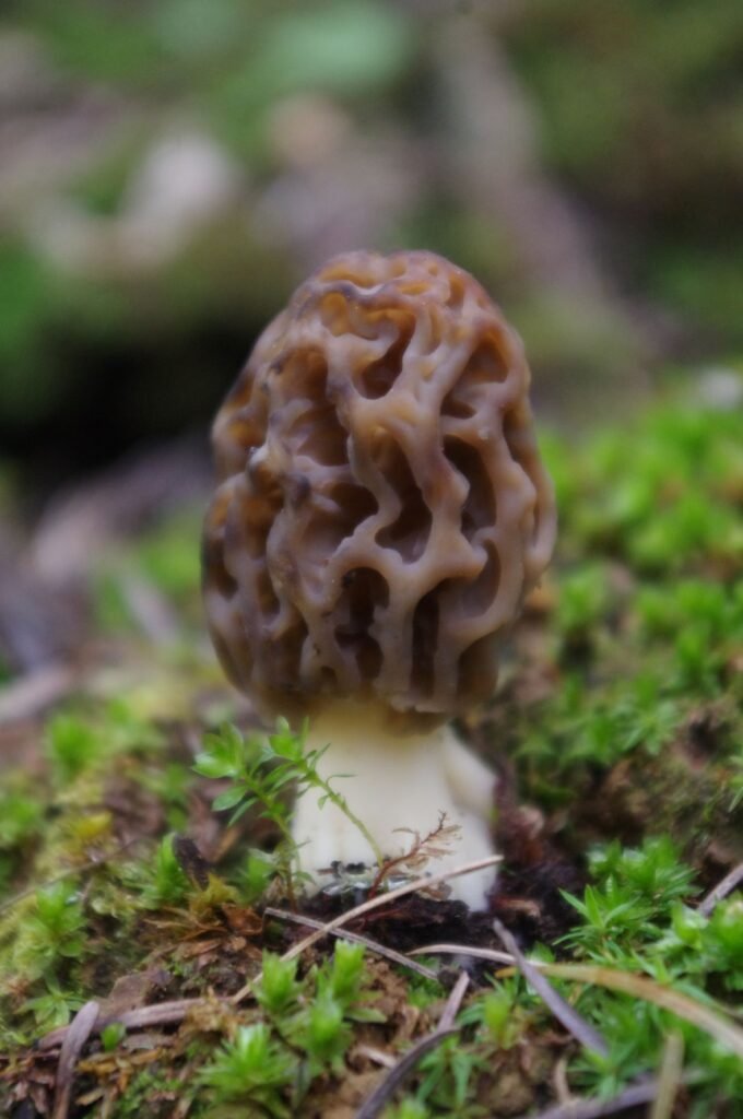 Yellow morel growing among dirt and green moss.
