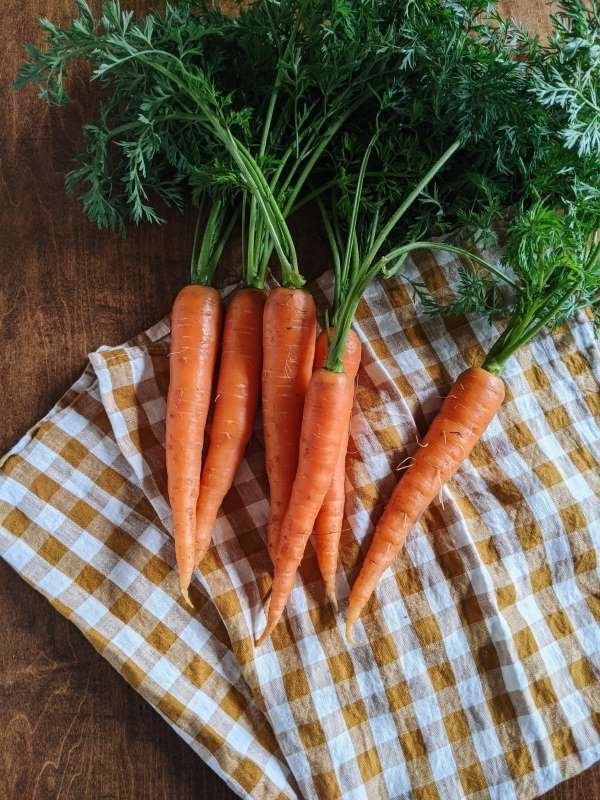 Bushel of 5 orange carrots with tops attached,, laying on a checked kitchen towel.