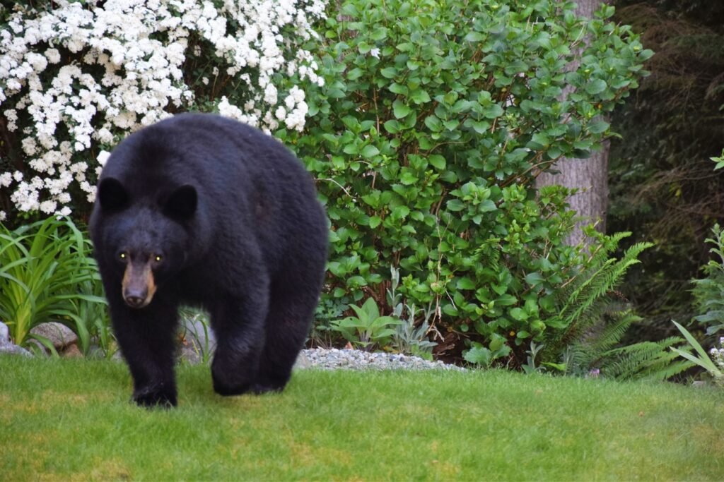 Black bear walking in a residential grassy backyard, by a landscaped area.