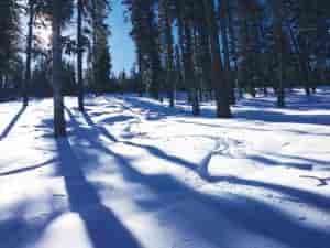 49's Legendary Glades