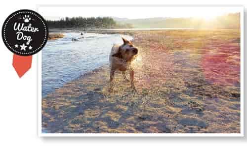 "Hank the Water Dog" Photo: Cory Lindholm.