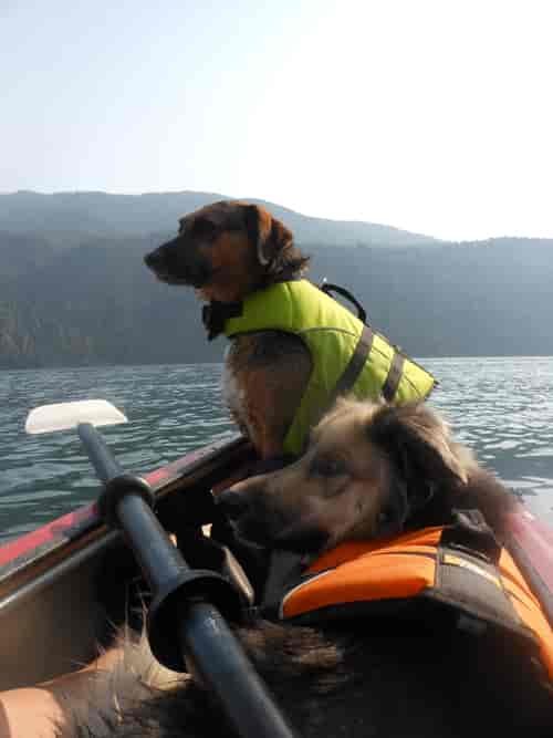 Casper and Saejun resting after a long swim at Pend Oreille. Photo: Heidi Piccirello