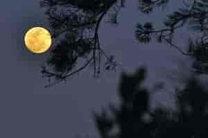 Cure your full moon fever with a float along the lower Spokane River.
