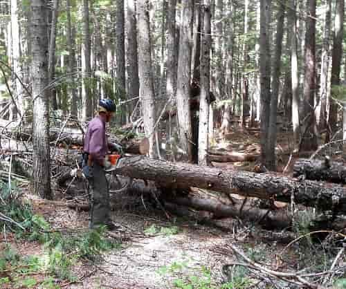 Clearing the trail. Photo courtesy of Priest River Valley Back Country Horsemen