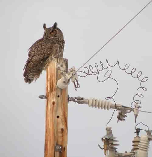 Great Horned Owl.