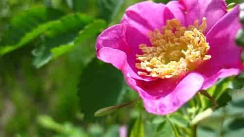 Wild roses at North Cascades Basecamp in Mazama, WA. Photo: S. Michal Bennett