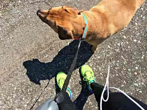 Running with a four-legged pal is as much about compromise as anything else. But it’s worth it.