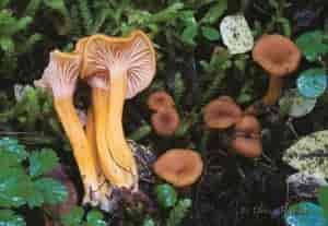 Winter chanterelle harvest. Photo: Drew Parker