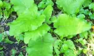 Burdock leaf. Photo courtesy of Shastared