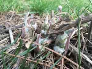 The Balsamroot is poking it's head up.