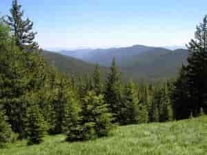 Prime wildlife habitat in the Kettle River Range. Photo courtesy of Conservation Northwest