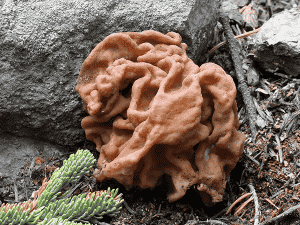 Photo of a snowbank mushroom courtesy of Kelly Chadwick.