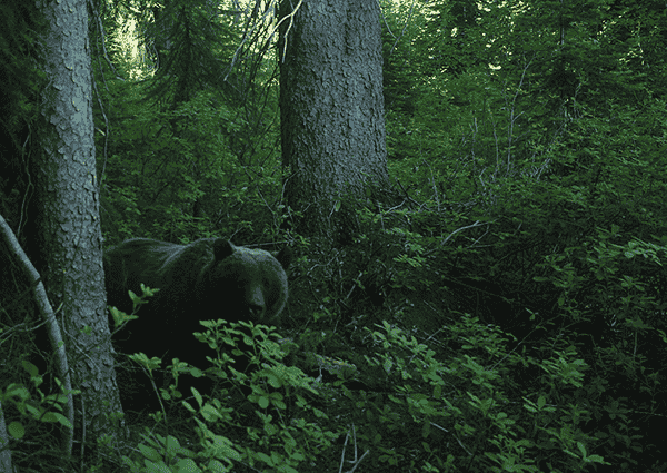 Photo of grizzly bear courtesy of Conservation Northwest.
