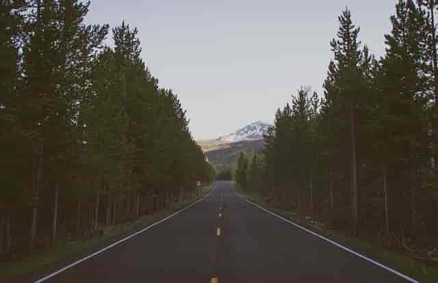 Photo of tree-lined road and mountain in the distance.