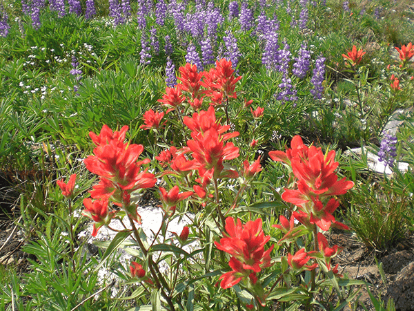 Photo of wild flowers by Holly Weiler.