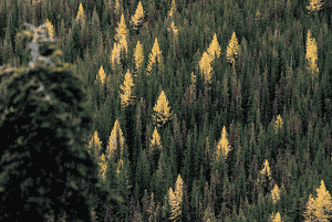 Photo of fall in the Kettles by Skye Schillhammer.