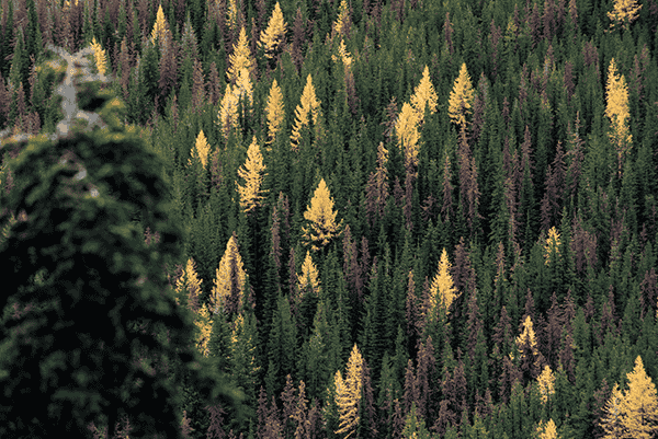Photo of fall in the Kettles by Skye Schillhammer.