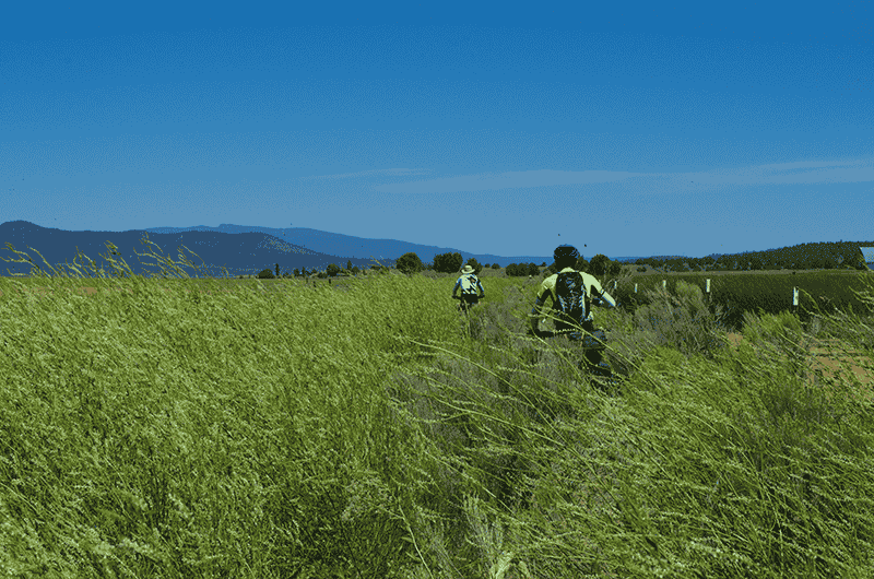 Two brothers biking through tall vegetation in the wetlands along the Oregon Outback Route. Photo by Hank Greer.