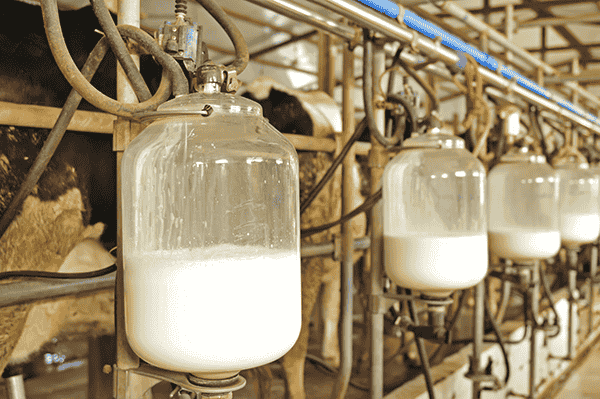 Photo of milk, in its natural form.