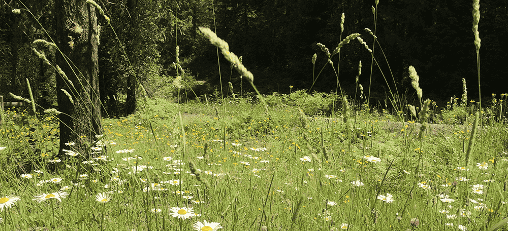 Photo of field with daisies.