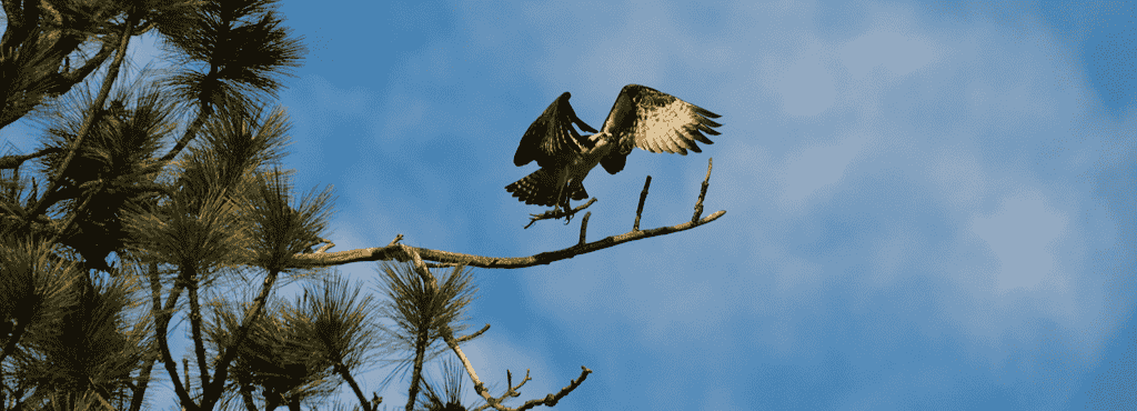 Photo of male osprey landing on branch.