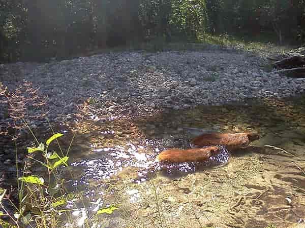 Photo of beavers swimming in the river.