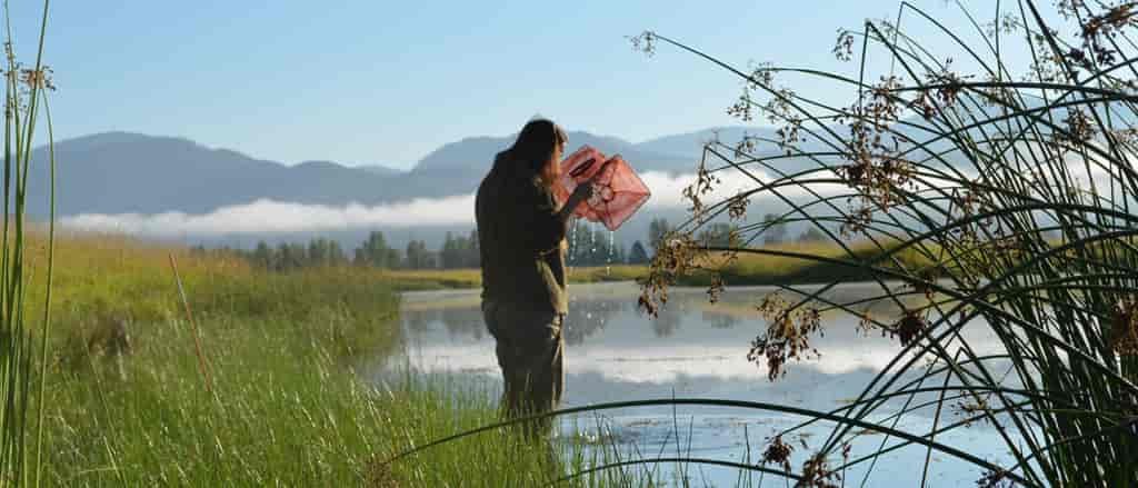 The author's coworker ankle high in a lake peering into a trap.