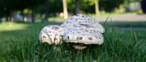 photo of 3 mushrooms growing up through the grass.