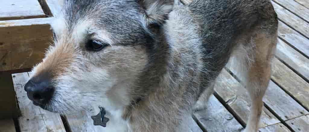 Photo of the author's dog, Emmy.