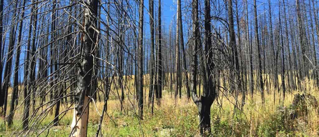 Photo of dead trees in grassy area.