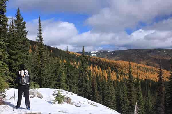 Photo of hiker standing on snow covered ledge admiring the golden larch trees.