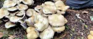 Photo of a cluster of Stropharia.