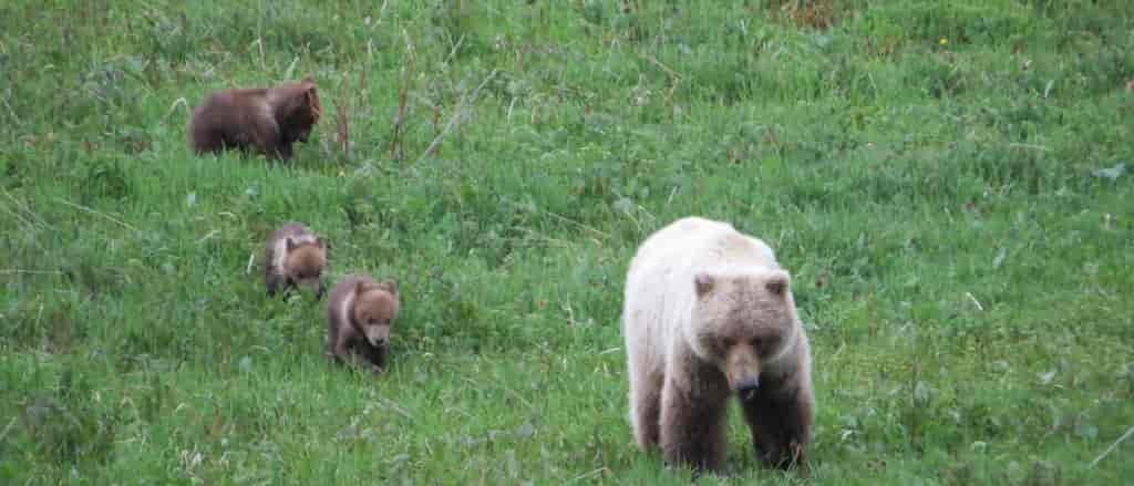 Grizzly mama and cubs roam free in Denali National Park.