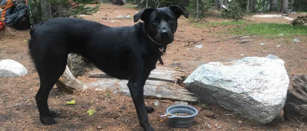 Photo of black lab on trail.