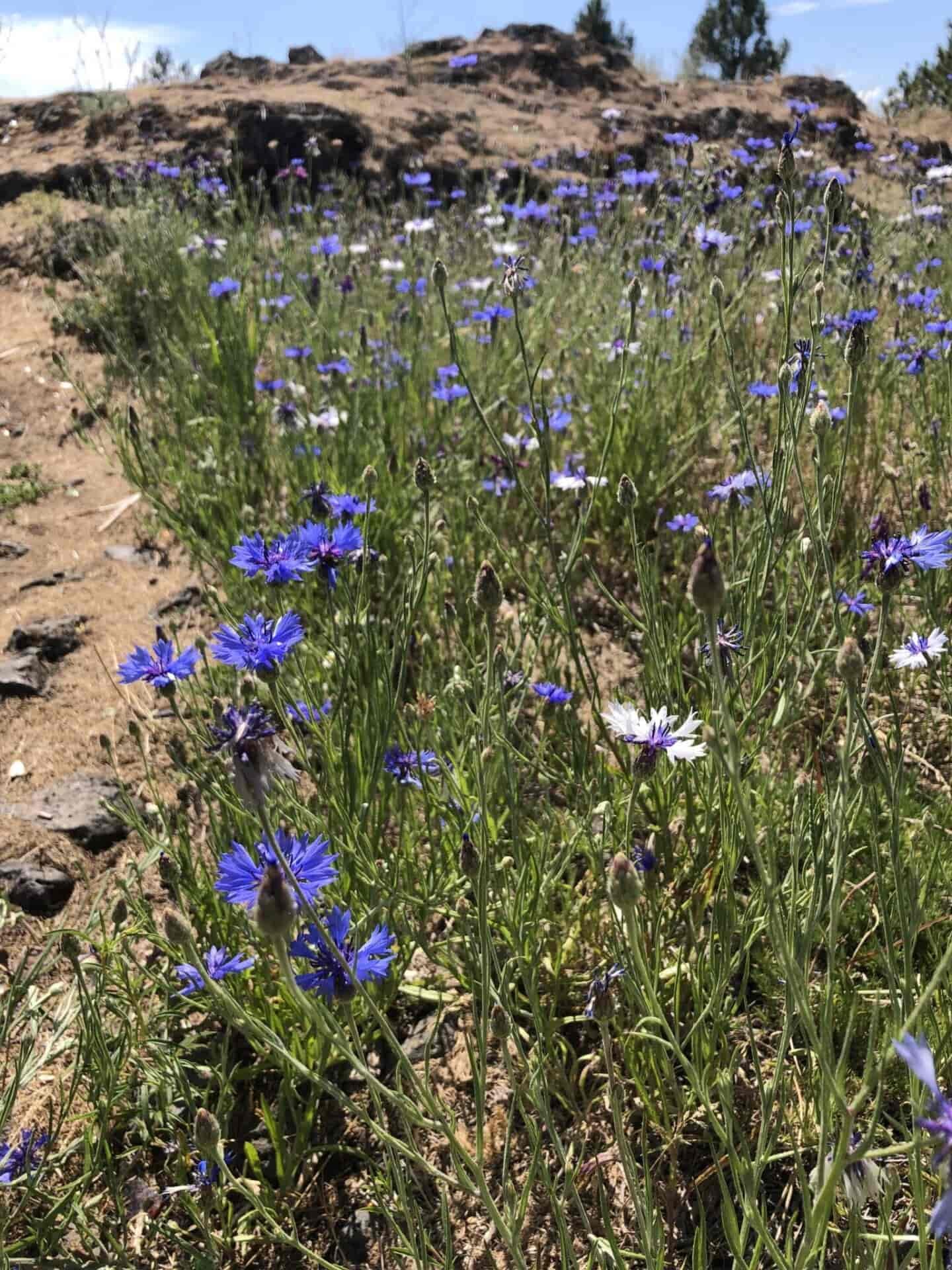 bachelor button flowers at palisades park