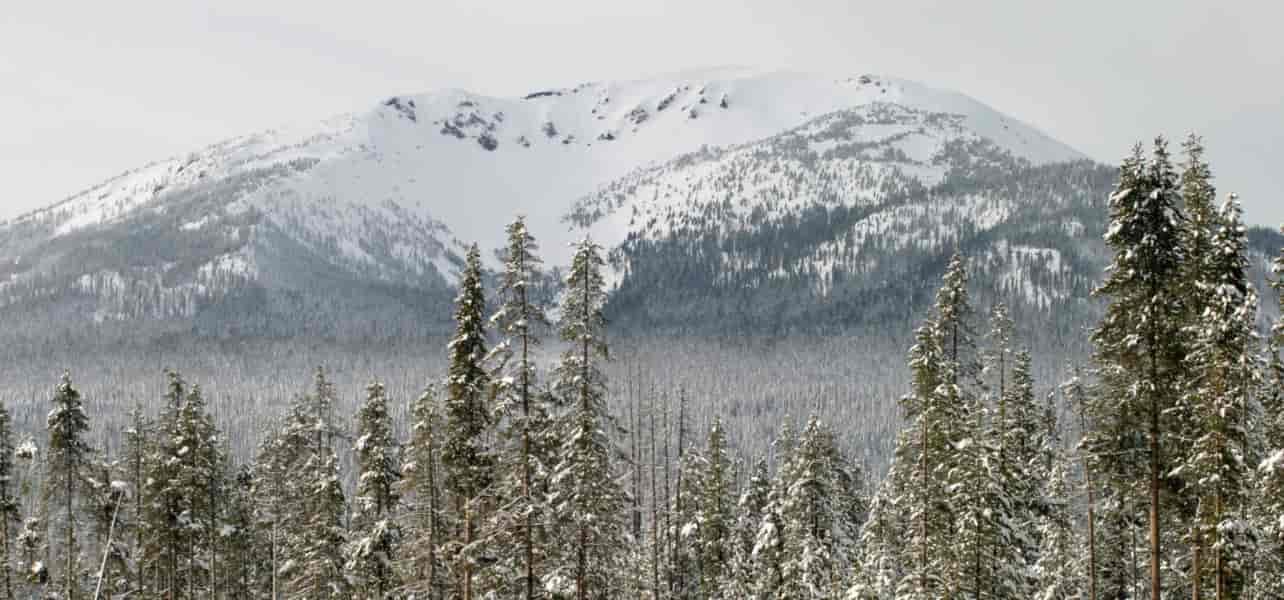 A snow covered mountain and pine trees.