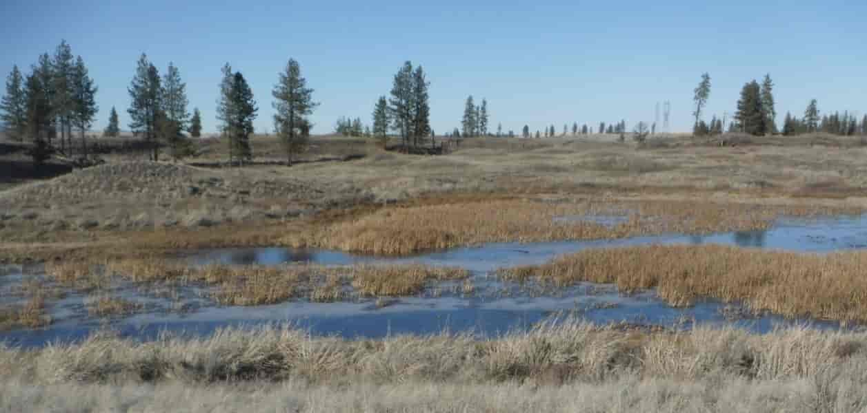 A marsh field during fall.