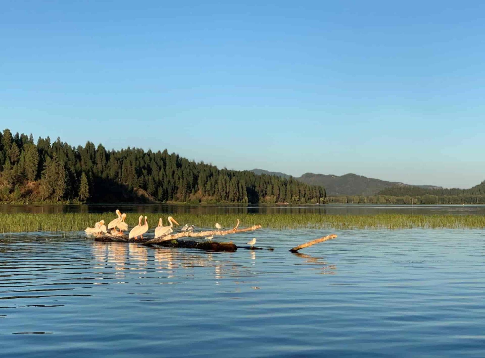 A group of pelicans on a submerged tree on lake.