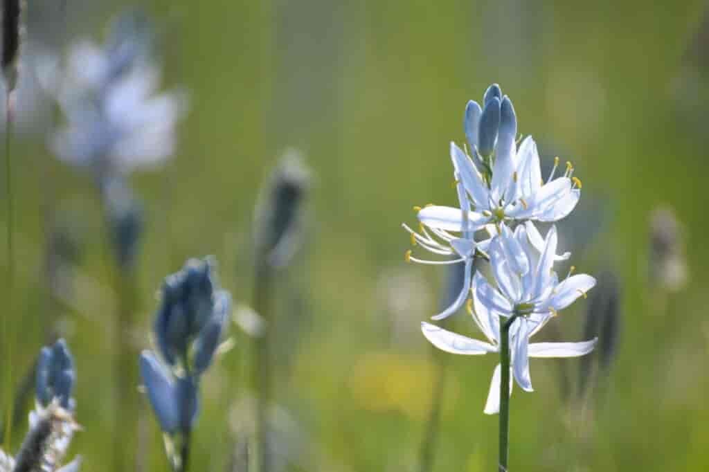 blue petals of the commas camas flower