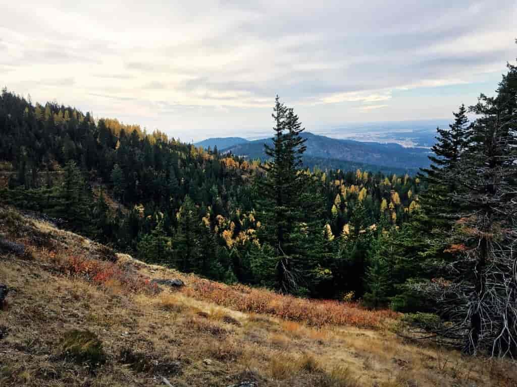 A forested mountainside during fall.