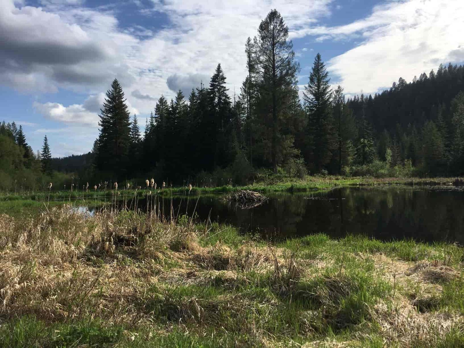 Little Spokane River Natural Area - water surrounded by grasses, cat tails, and trees.