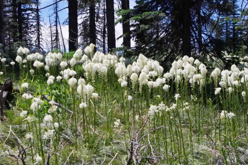 White fluffy flowers on tall beargrass stems at Mountain Spokane State Park.