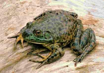 Bullfrog with bumpy, spotted, dark green skin, sitting in a bullish stance with arms and legs apart as if ready to jump.